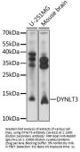 DYNLT3 Antibody