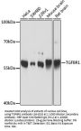 TGFBR1 Antibody