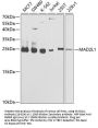 MAD2L1 Antibody