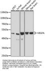 VEGFA Antibody