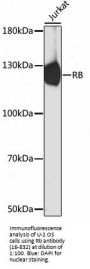 RB1 Antibody