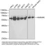 HNRNPK Antibody
