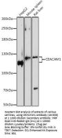 CEACAM1 Antibody