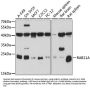 RAB11A Antibody
