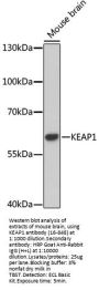 KEAP1 Antibody