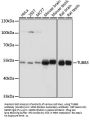 TUBB3 Antibody