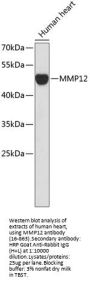 MMP12 Antibody