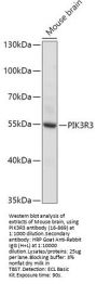PIK3R3 Antibody
