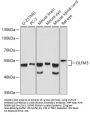 OLFM3 Antibody