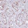 Lamin A / C Antibody