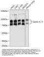 Lamin A / C Antibody