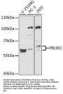 PIK3R3 Antibody