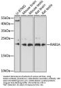 RAB1A Antibody