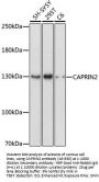CAPRIN2 Antibody