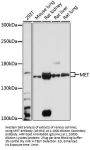 MET Antibody