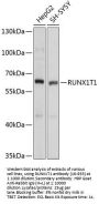 RUNX1T1 Antibody