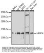 HERC4 Antibody