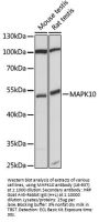 MAPK10 Antibody