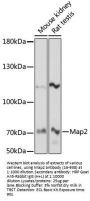 Map2 Antibody
