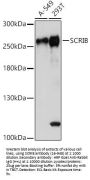 SCRIB Antibody