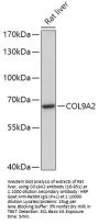 COL9A2 Antibody
