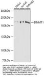 DNMT1 Antibody
