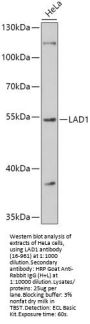 LAD1 Antibody