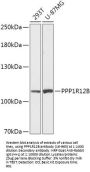 PPP1R12B Antibody
