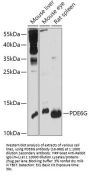 PDE6G Antibody