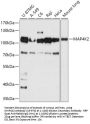 MAP4K2 Antibody