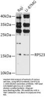 RPS23 Antibody