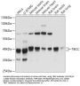 TBCC Antibody