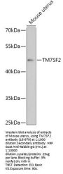 TM7SF2 Antibody