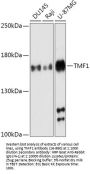 TMF1 Antibody