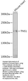 TNS1 Antibody