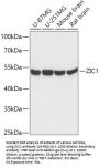 ZIC1 Antibody