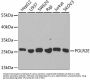 POLR2E Antibody