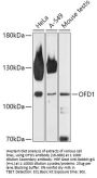 OFD1 Antibody