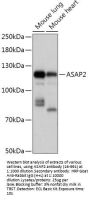 ASAP2 Antibody