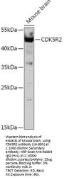 CDK5R2 Antibody