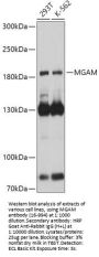MGAM Antibody