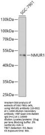 NMUR1 Antibody