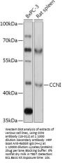 CCNI Antibody