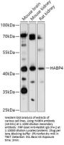 HABP4 Antibody