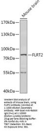 FLRT2 Antibody