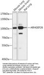 ARHGEF26 Antibody