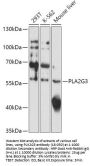 PLA2G3 Antibody