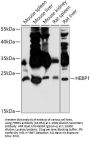 HEBP1 Antibody