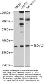 ELOVL2 Antibody