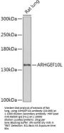 ARHGEF10L Antibody